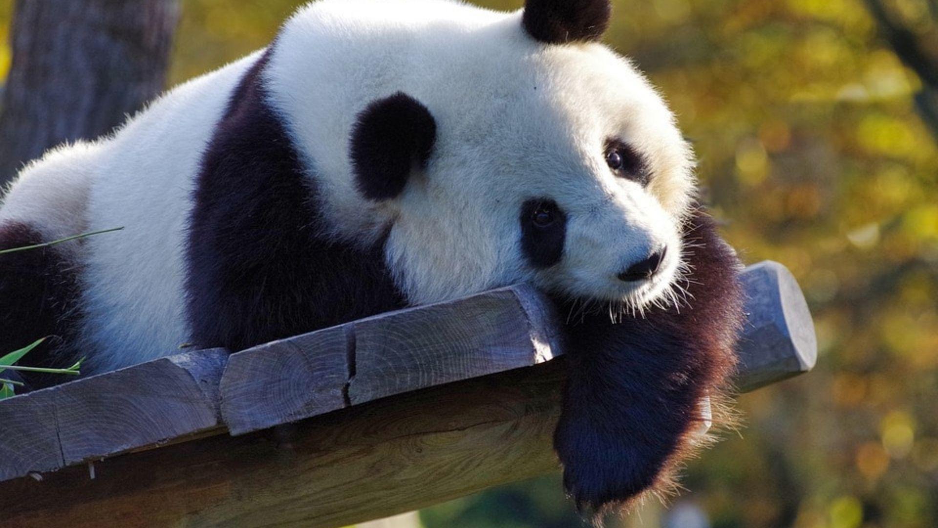 Panda 2