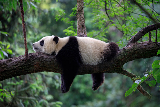 Panda 4
