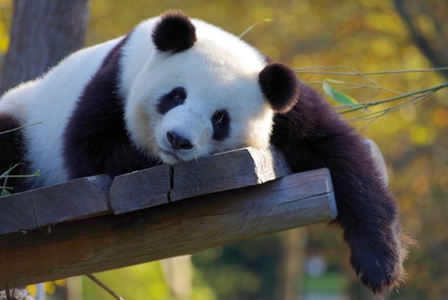 Zdjęcie pandy